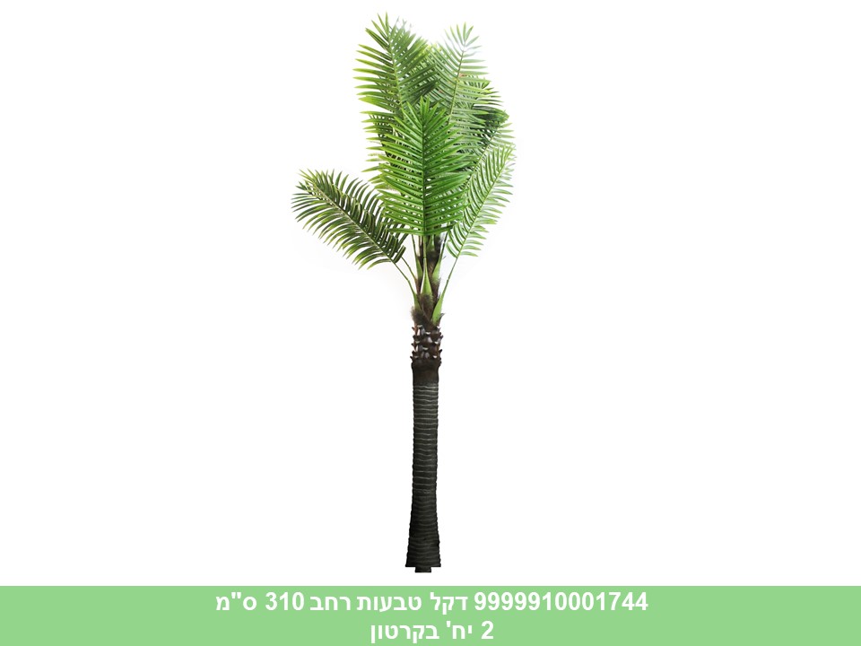 עץ דקל טבעות רחב 310 ס"מ