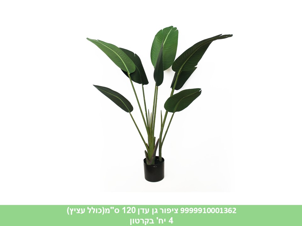 ציפור גן עדן 120 ס"מ