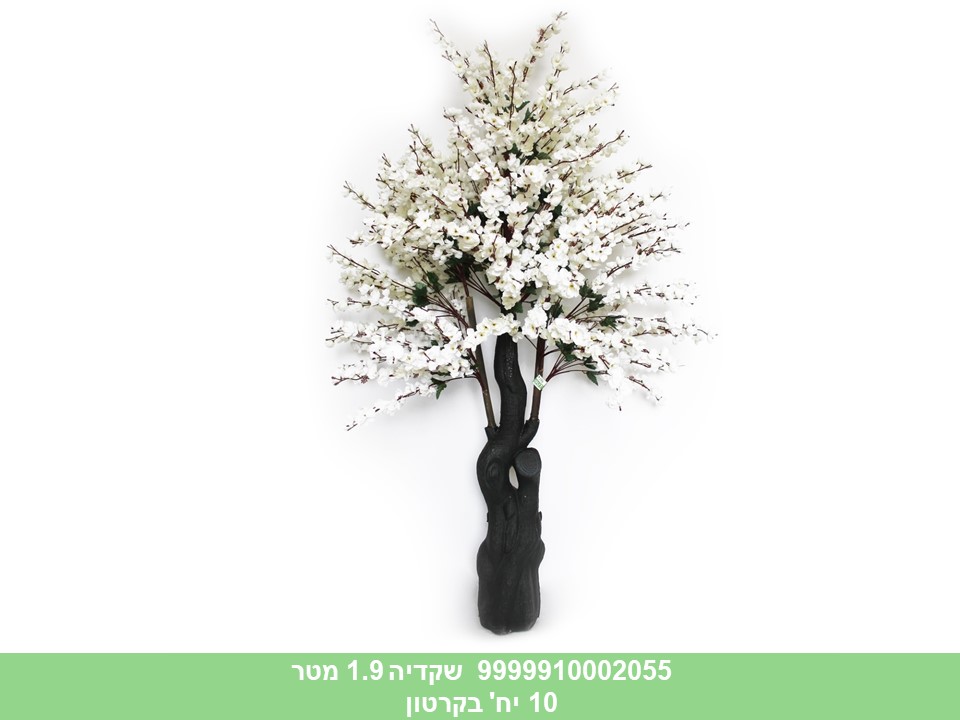 עץ שקדייה משי 1.9 מטר