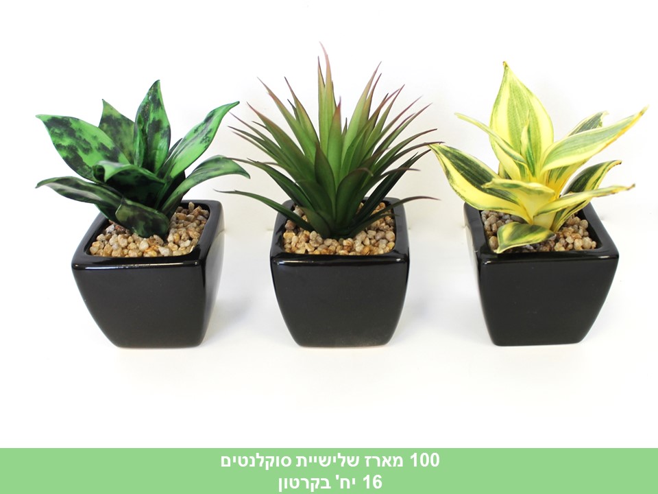 מארז שלישיית סוקלנטים