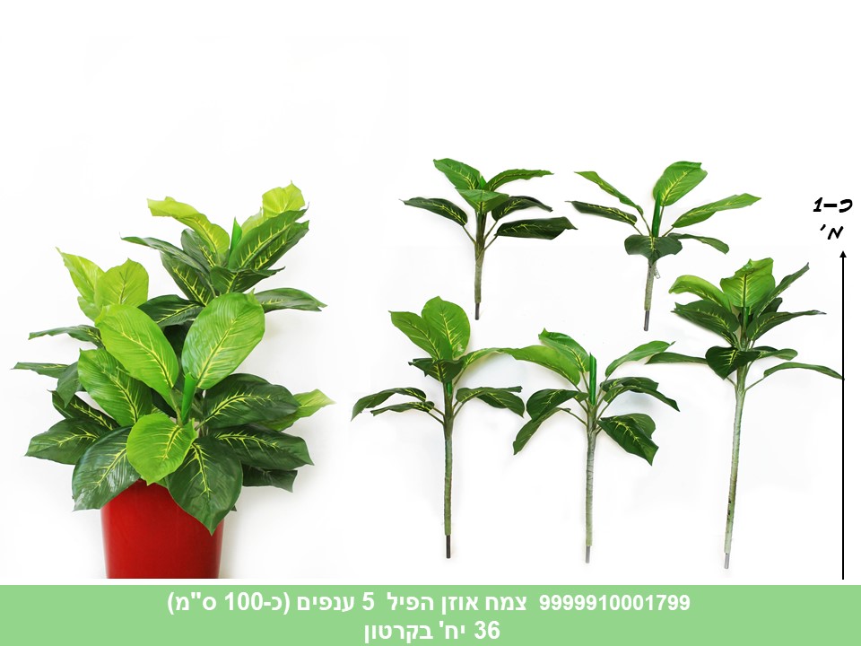 צמח אוזן הפיל 100 ס"מ (36)