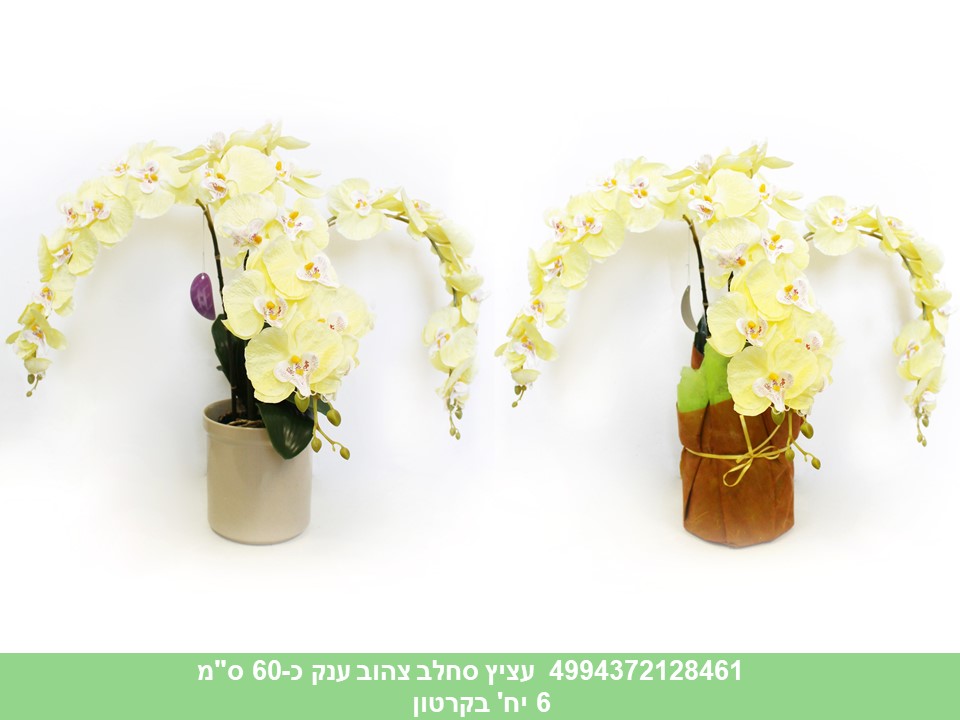 עציץ סחלב ענק צהוב כ 60 ס"מ (6)