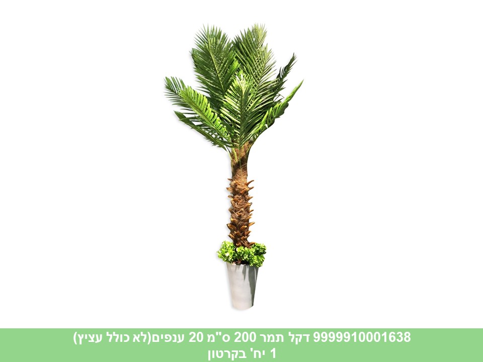 עץ דקל תמר 200 ס"מ 20 ענפים