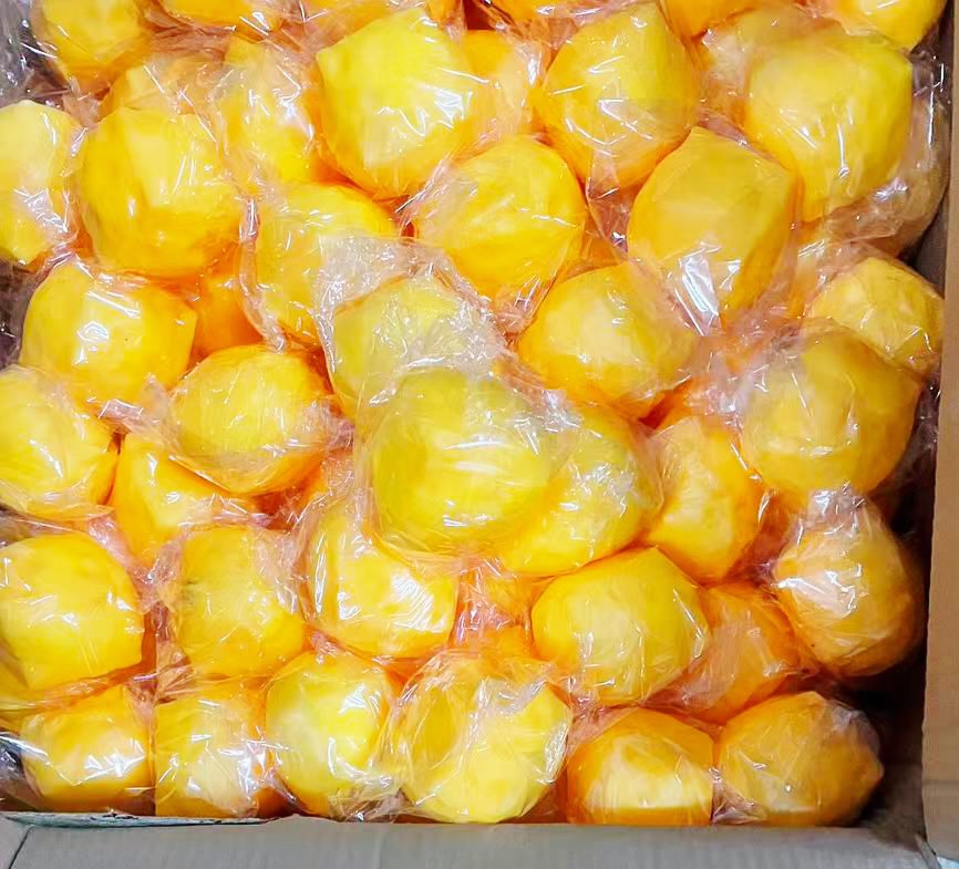 סקוויזי נידו גבינה צהובה3195/213