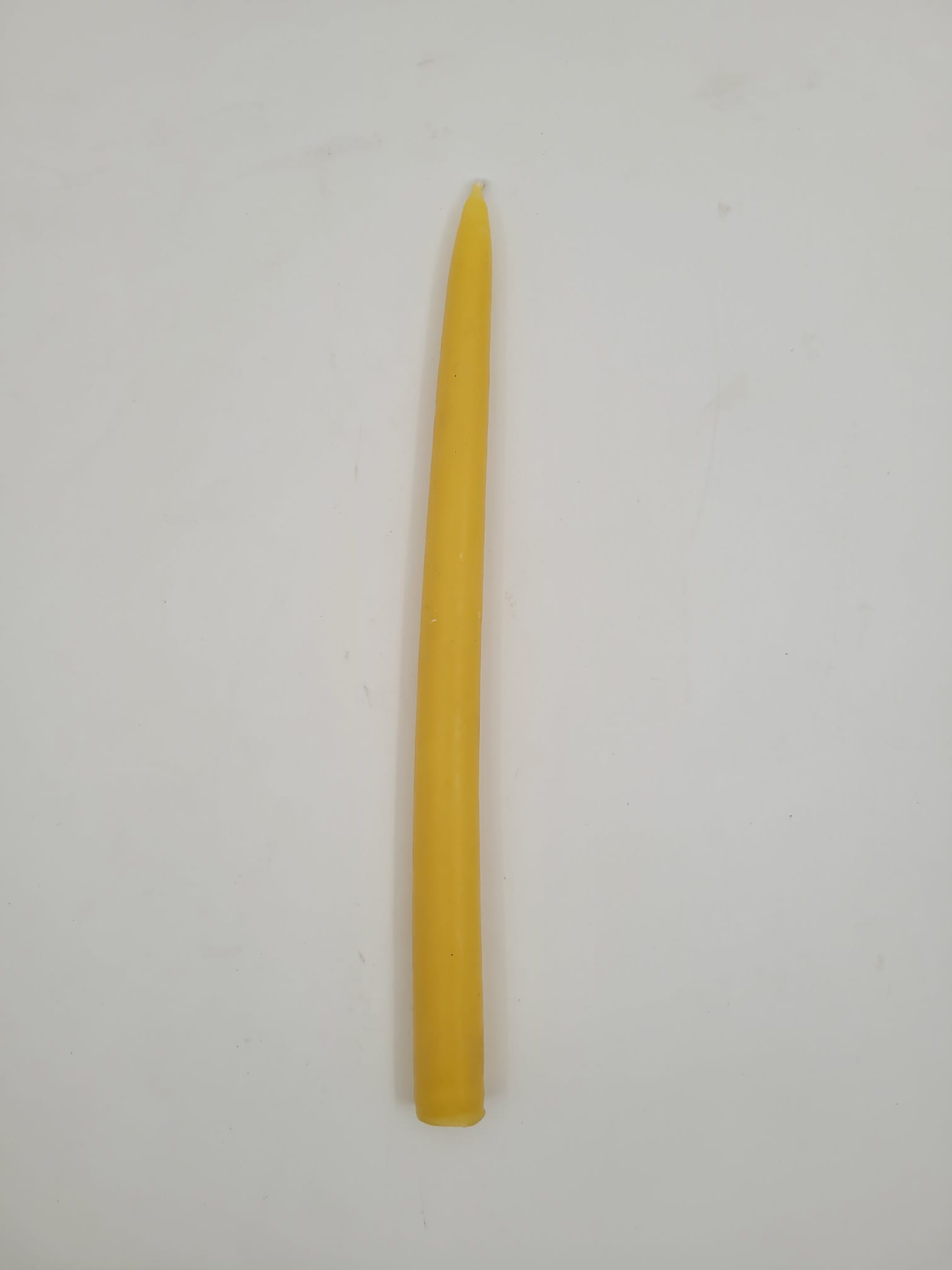 שמש רבני 25 סמ בתפזורת (50 במארז)